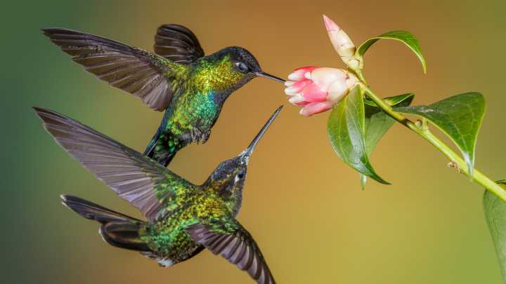 13 Native Plants To Attract Hummingbirds While Enhancing Your Garden's Aesthetic
