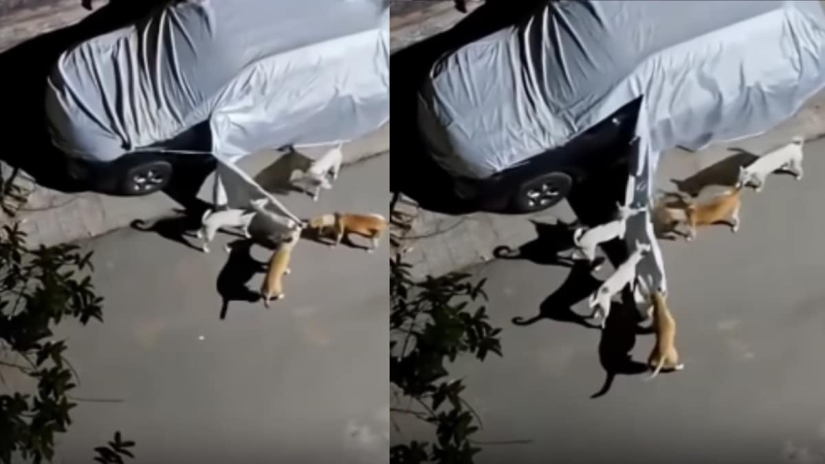 Street Dogs Tear Car Cover In ‘Cute Unboxing’ Video, Internet Thinks ‘It Is Dogesh Bhai Ka Revenge’
