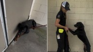 Florida Puppy Is So Frightened That He Refuses To Step Out Of Kennel Unless Someone Holds His Paws
