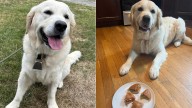 Police Dog Enjoys Meaty Reward for Finding Missing Massachusetts Man: ‘Can’t hide his smile’