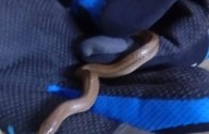 Protección Civil rescata a una serpiente encontrada en un vagón del metro