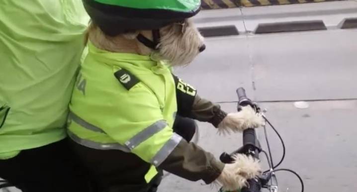 Hogar de esperanza: Policías de Kennedy rescatan perritos de la calle