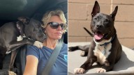 California Rescue Pup Melts Hearts By Comforting His Rescuer After His Adoption Fell Through