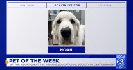 Noah the dog up for adoption at the Humane Educational Society of Chattanooga