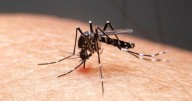 West Nile virus found in mosquitoes in Grant County