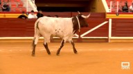 Segunda edición de popular "Cagada del Manso" en en Illescas