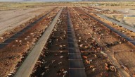 Mexico boosts controls on cattle after new screwworm case found near US border