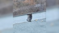 California Sports Arena Staff Finds Furry Creature Trapped In Wall, Then Discovers More Surprises