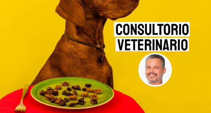 Mi perro no quiere comer, ¿a qué se debe?