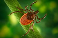 Unapproved tests and alternative treatments for Lyme disease are proliferating