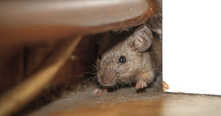 'Excellent' £26 rodent deterrent leaves garages 'mice