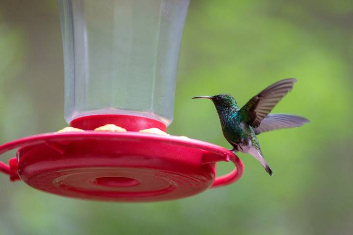 How to Know When It’s Time to Take Down Your Hummingbird Feeder, According to Ornithologists