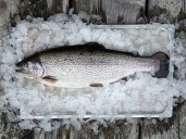 World’s First Fish Fed with Mycoprotein – Sweden Leads the Way in Circular Feed