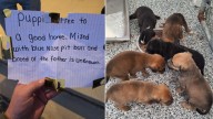 Shock As Pastor Discovers Six Puppies And A Devastating Note On Church Steps In Kentucky