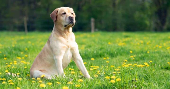 Thinking About a Labrador Retriever? 7 Things to Know Before You Commit