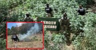 Queman más de 8 mil plantas de marihuana en Cananea: hallazgo en zona serrana activa operativo interinstitucional