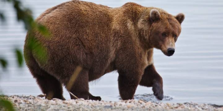 Fat Bear Week has arrived - here’s how to vote for your favorite