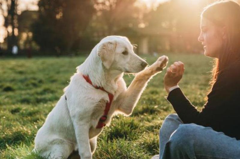 Trabajan en una píldora para alargar esperanza de vida para los perros