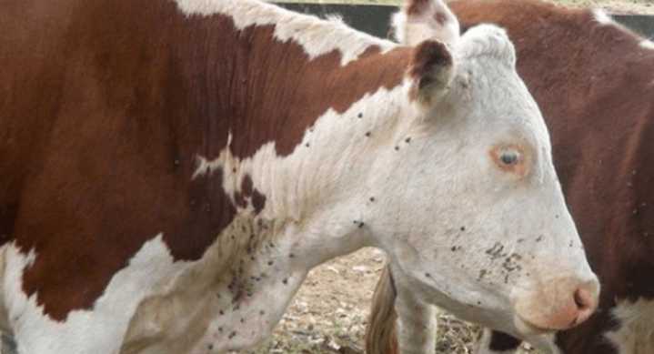La garrapata bovina siguen siendo una gran problemática en Entre Ríos: Hay más del mil focos activos