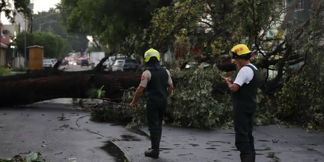 Lluvia vespertina arrasa con 14 árboles en Guadalajara