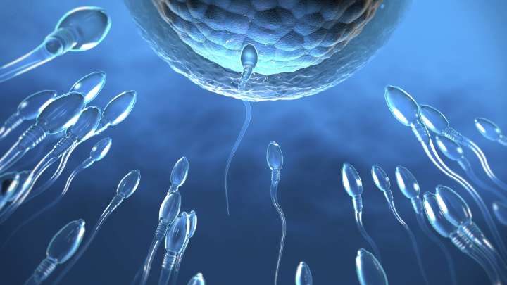 Turbo-charged robotic sperm 'could help treat infertility in millions of women'