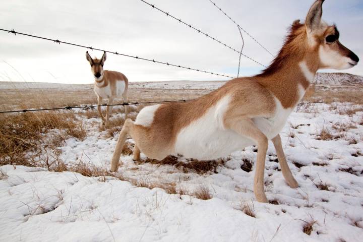 Pronghorns are stymied by prairie fences. Meet the volunteers trying to help them run free