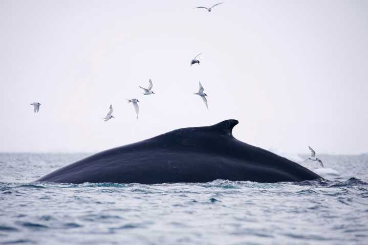 Charting Whale ‘Superhighways’ for Conservation
