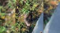 Pennsylvania Officer Saves A Drowning Animal And Witnesses Her Triumphant Return To Freedom