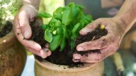 16 Mistakes Everyone Makes When Growing Basil