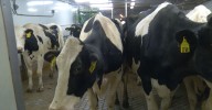 Massive Dairy Operation gets go ahead in Traill County