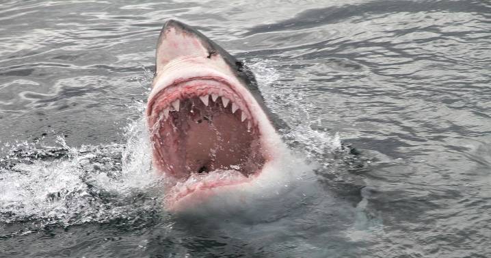Shark mauls surfer to death on popular beach prompting widespread closures