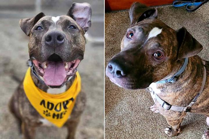 Dog Adoped After 7 Years in Animal Shelter