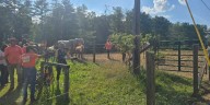 Dozens of horses, 2 ponies in poor health seized from property in Fentress County, sheriff’s office says