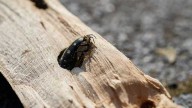 Asian longhorned beetle found at shopping center in South Carolina
