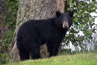 Conservation group sues to block Florida bear hunt