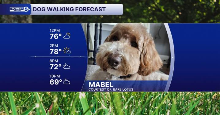 Paws-itively perfect weather on the way: Here's your Sunday dog walking forecast