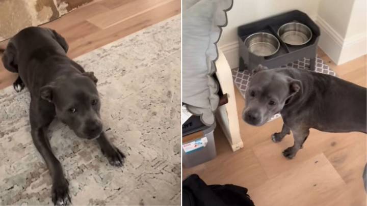 Texas Dog Uses Genius Tactics To Get What She Wants From Her Owner