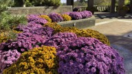 Sun Or Shade? Here's The Best Place To Plant Mums In Your Garden