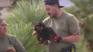 71 dogs rescued from 'deplorable conditions' in Arizona