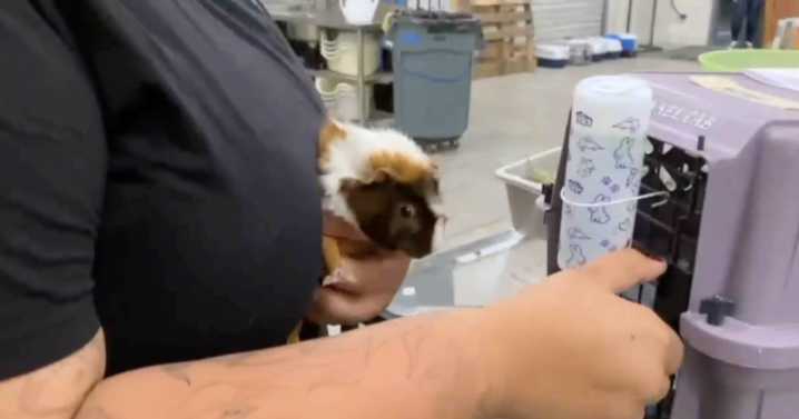 Guinea Pig theft leads to arrests, recovery of animals