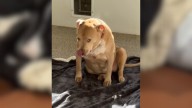 California Shelter In Tears Over Why This 9-Year-Old Dog Was Surrendered By Her Family