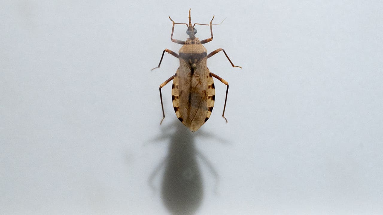 Chagas disease carried by the kissing bug spreading across US: What to know