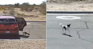 Woman Caught on Video Abandoning Dog with Cruel ‘Bye
