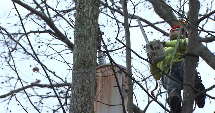 MLGW nearing completion on tree trimming project