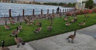 Drone Army Hired to Scare Away Hundreds of Geese