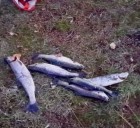 Secuestraron truchas y un piche en operativos de fiscalización de caza y pesca