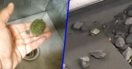 (VIDEO) El rescate más tierno: Así salvaron a una tortuga de las vías de la Línea 2 del Metro CDMX