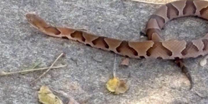 Former KY3 anchor bitten by copperhead snake