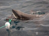 Scientists find new wetsuits can reduce shark bite injuries