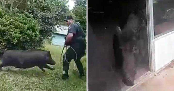 Video shows massive 300-pound wild boar charging at Florida deputies after crashing through home